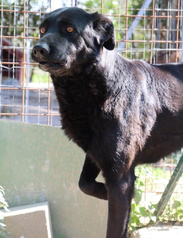 HOMER, cerca adozione con urgenza - Carbonate CO Foto 3
